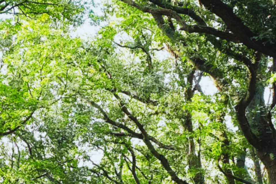 Imagem relacionada à notícia: O governo lança o grupo de tarefas de plantação de árvores para supervisionar o plantio de milhões de árvores em nossas quatro nações
