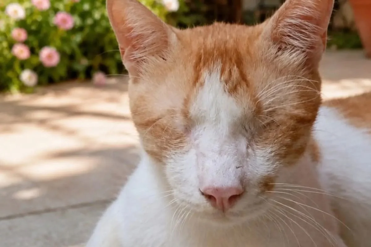 Na foto um gato laranja com branco sem os dois olhos - Metrópoles