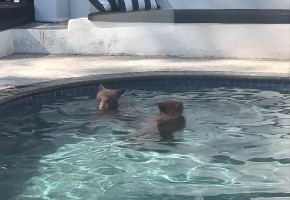 Boas vizinhanças com urso: humanos e animais aprendem a viver juntos em uma Los Angeles em expansão