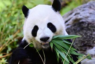 A China envia dois panda-gigantes para os Estados Unidos como gesto de diplomacia