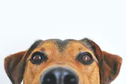 Petiscos para cães: veterinária explica quais opções oferecer e quando dar