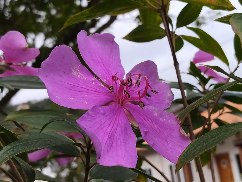 Flor roxa; foto tirada com Redmi Note 17 Pro, zoom de 2x — Foto: Ana Letícia Loubak/TechTudo