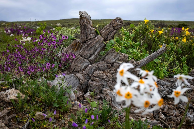 Deserto colorido: Atacama floresce após volume de chuva inédito provocado pelo El Niño; veja fotos