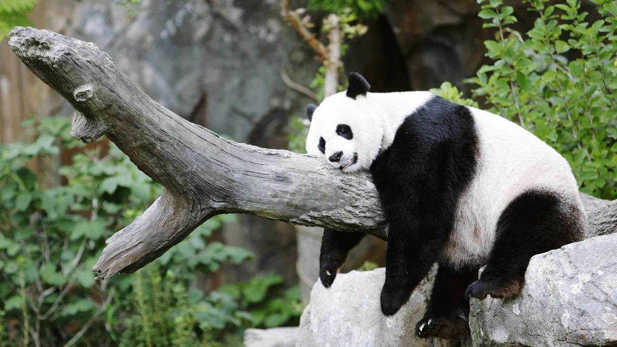 Em visita a Trump, Xi anuncia envio de pandas "embaixadores" a zoo dos EUA