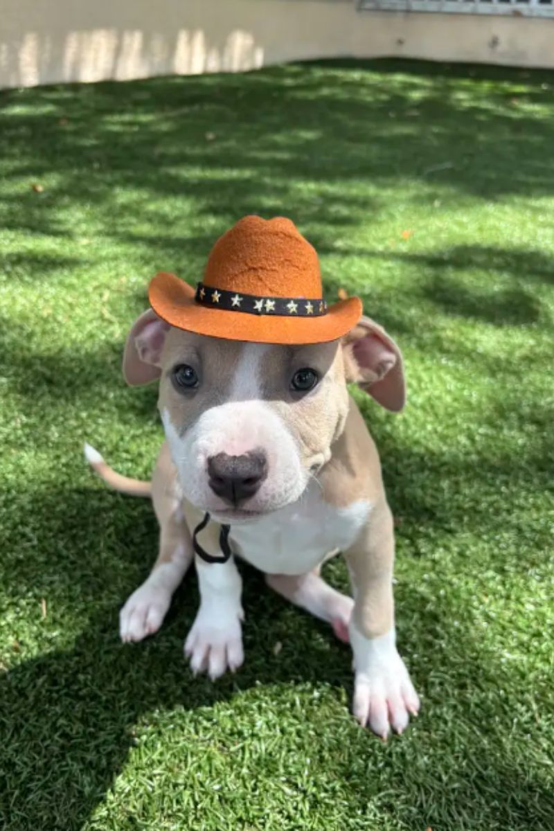 Filhotes de pit bulls ganham minichapéus para incentivar adoção e viralizam