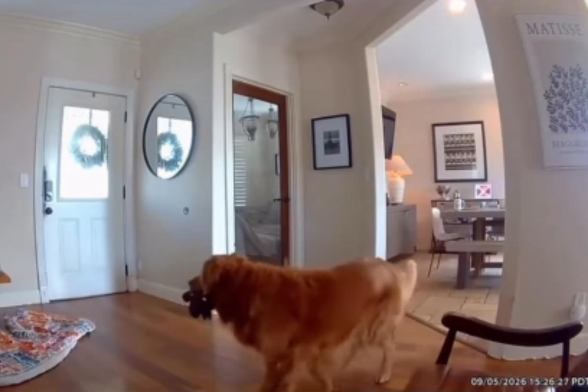 Golden retriever surpreende ao receber ladrão com brinquedo na boca