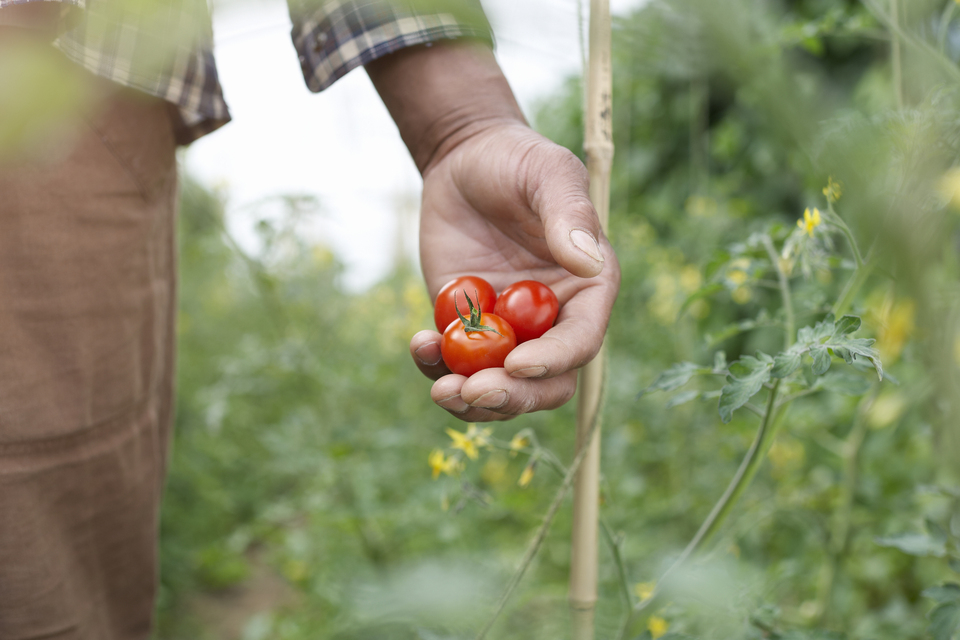 Imagem relacionada à notícia: £ 13 m para transformar a pesquisa de ponta em soluções agrícolas reais
