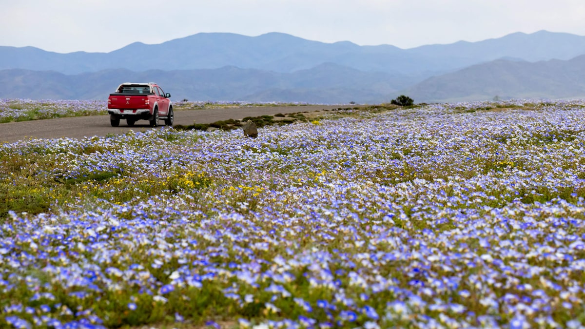 Deserto colorido: Atacama floresce após volume de chuva inédito provocado pelo El Niño; veja fotos
