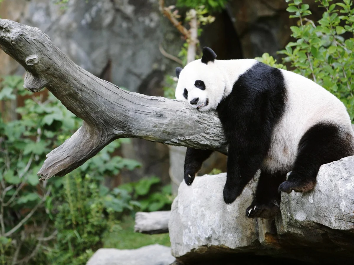 Em visita a Trump, Xi anuncia envio de pandas "embaixadores" a zoo dos EUA