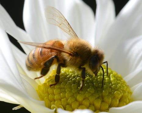 A honeybee on a flower