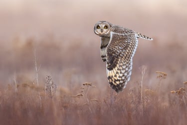 A short-eared owl courses over the salt marshes of British Columbia’s Fraser River delta. This was a magical evening, with five owls feeding around me as dusk fell one of the winners of the Bird photographer of the year 2026