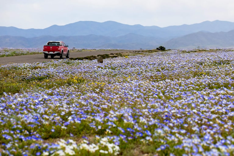 Deserto colorido: Atacama floresce após volume de chuva inédito provocado pelo El Niño; veja fotos
