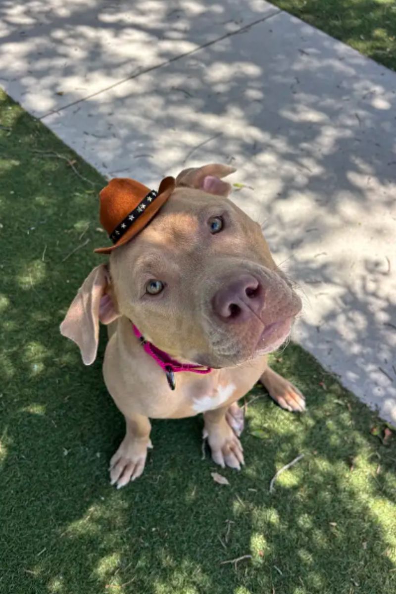 Filhotes de pit bulls ganham minichapéus para incentivar adoção e viralizam