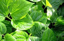 Top 3 con giáp vận đỏ như son ngày 27/9