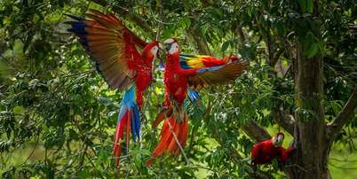 Duas araracangas, ou araras-vermelhas-pequenas, se bicando na floresta, com uma terceira observando do galho de uma &aacute;rvore Foto: Getty Images / BBC News Brasil