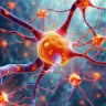 Cientistas cultivam tecido cerebral humano em camundongos para investigar demência e autismo