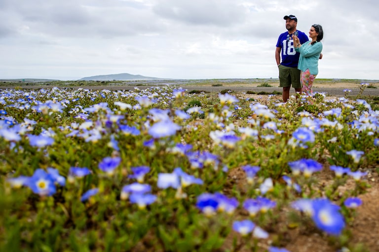 Deserto colorido: Atacama floresce após volume de chuva inédito provocado pelo El Niño; veja fotos