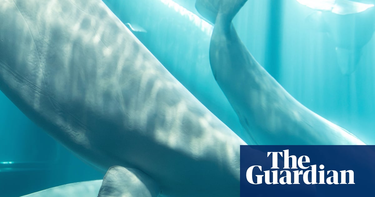 Baleia-beluga resgatada de parque marinho canadense fechado morre nos EUA