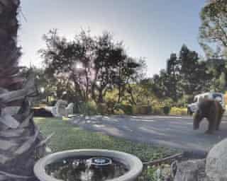 Boas vizinhanças com urso: humanos e animais aprendem a viver juntos em uma Los Angeles em expansão