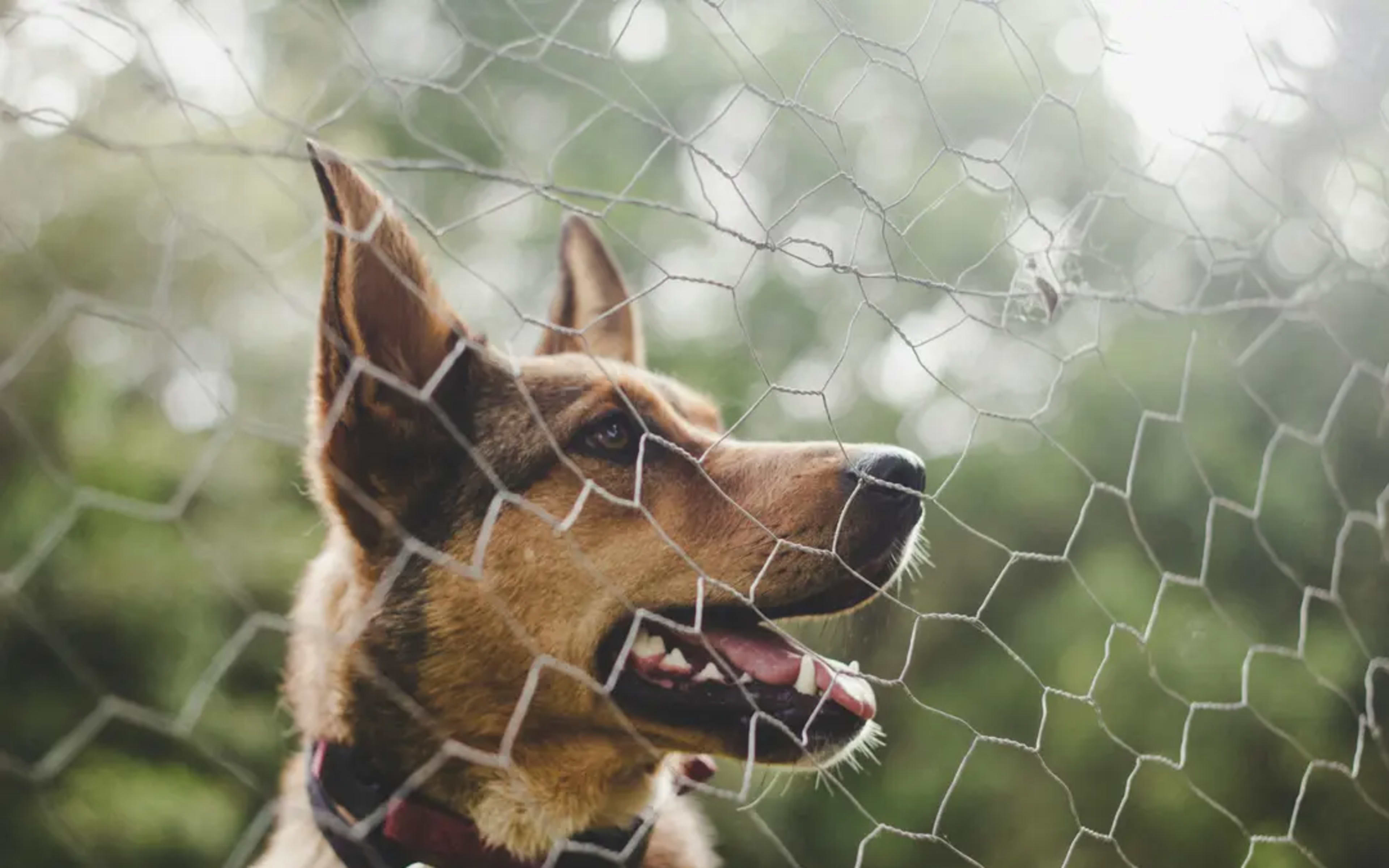 Image of a dog behind fencing.