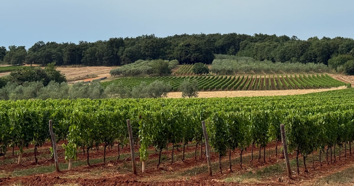 Vinhos dos Bálcãs: rótulos ainda pouco conhecidos no Brasil ganham destaque internacional