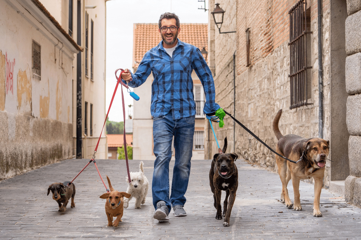 O que é preciso para ser passeador de cães? Veja como trabalhar como dog walker com segurança e profissionalismo