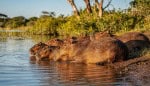 Dente de capivara encontrado no Atacama revela um passado muito mais quente e úmido no Deserto do Atacama
