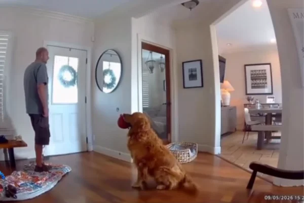 Golden retriever surpreende ao receber ladrão com brinquedo na boca