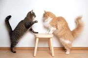 Conheça o museu que convida visitantes a explorar o mundo como um gato