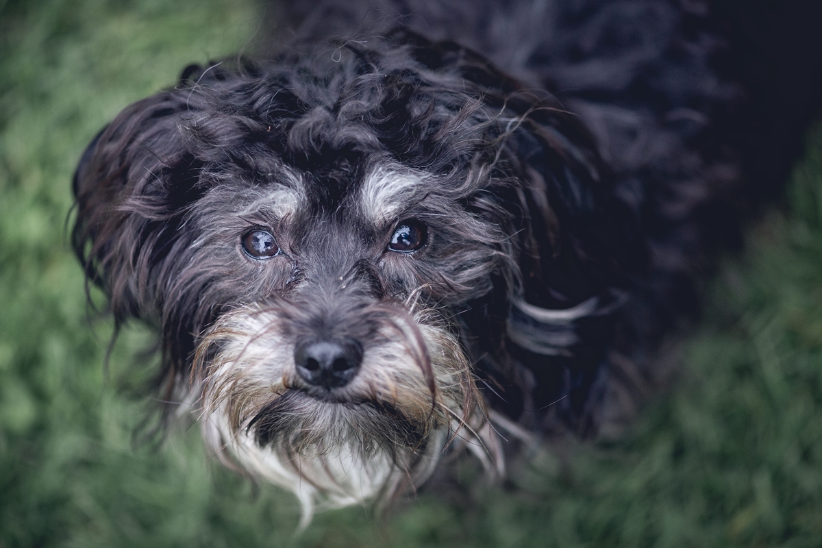 Asfalto quente: como evitar queimaduras nas patas do seu cachorro