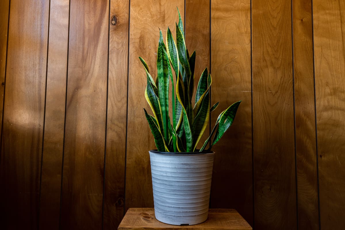 Onde colocar a língua da sogra na casa para aproveitar sua energia, segundo o Feng Shui