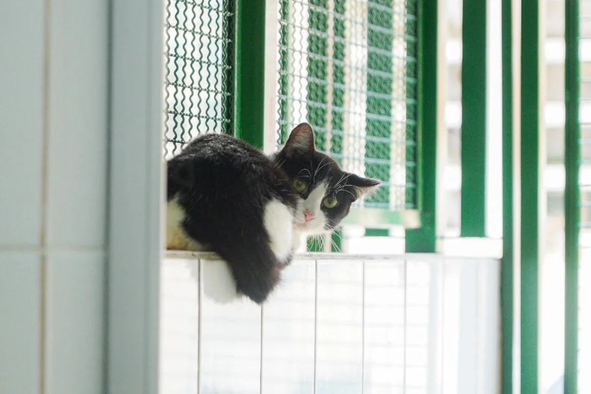 Evento em São Paulo incentiva a adoção responsável de animais