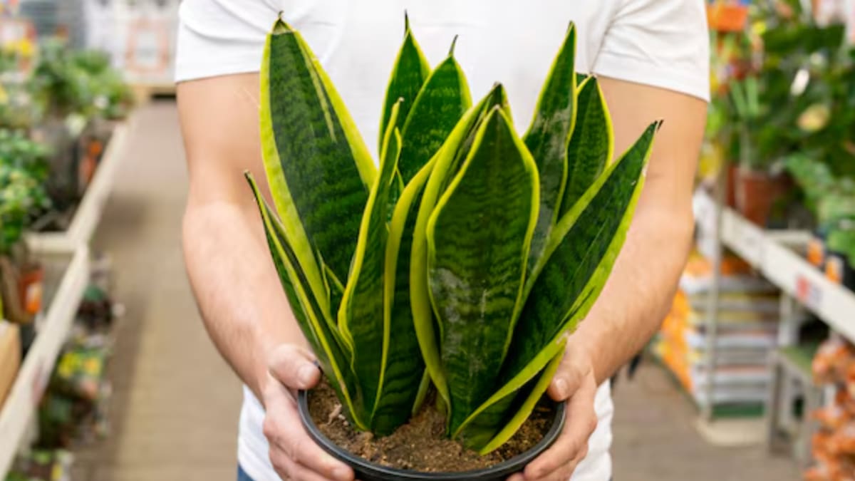 La lengua de suegra se volvió una de las plantas más elegidas por su durabilidad y facilidad para adaptarse