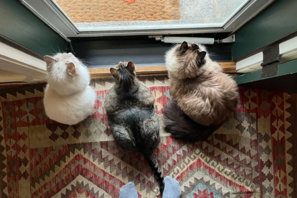 Conheça o museu que convida visitantes a explorar o mundo como um gato