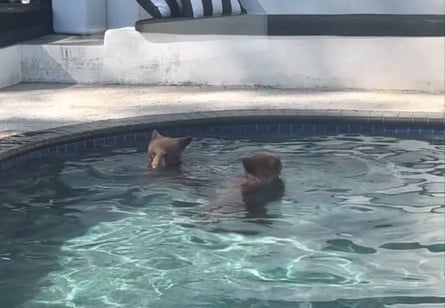 A bear relaxes in a swimming pool.