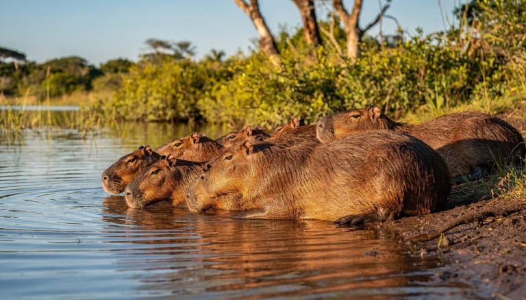 Dente de capivara encontrado no Atacama revela um passado muito mais quente e úmido no Deserto do Atacama