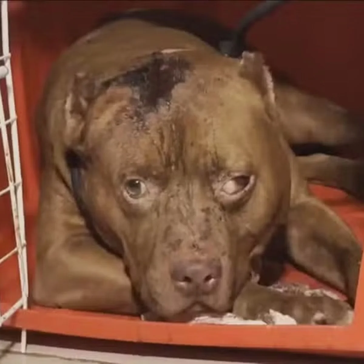 Menina de 3 anos morre após ser atacada por pit-bull na zona oeste do Rio