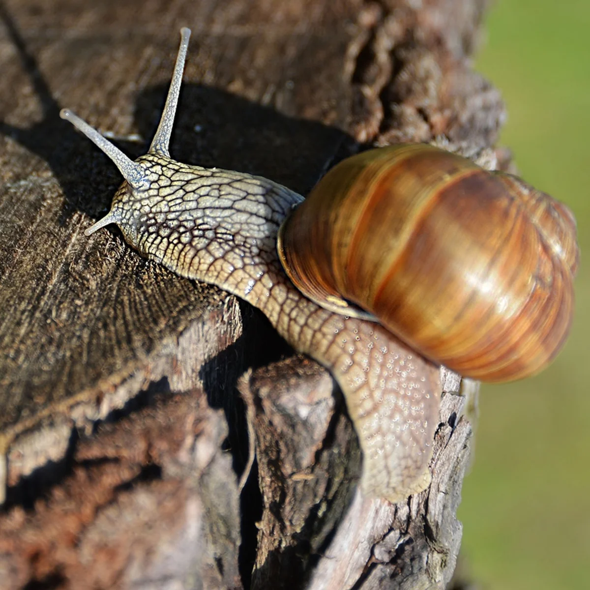 Concha de caracol pode guardar pistas de ciclones e chuvas do passado