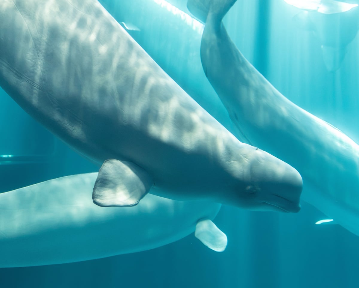 Baleia-beluga resgatada de parque marinho canadense fechado morre nos EUA
