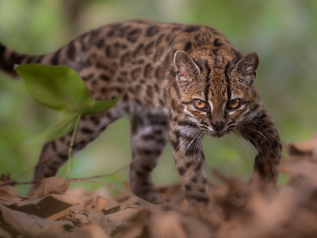 Semana na vida selvagem: um pequeno felino-tigre, ursos no quintal e umaouriça-do-mar rosa fruncida