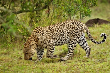 A leopard hunts in Kenya’s Masai Mara Reserve. Sharing its territory with lions, buffalo, and wildebeest in the Masai Mara Reserve the leopard is one of the most agile and versatile big cats in the world