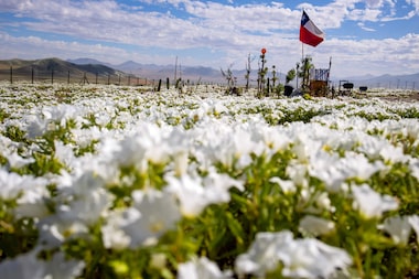 Deserto colorido: Atacama floresce após volume de chuva inédito provocado pelo El Niño; veja fotos