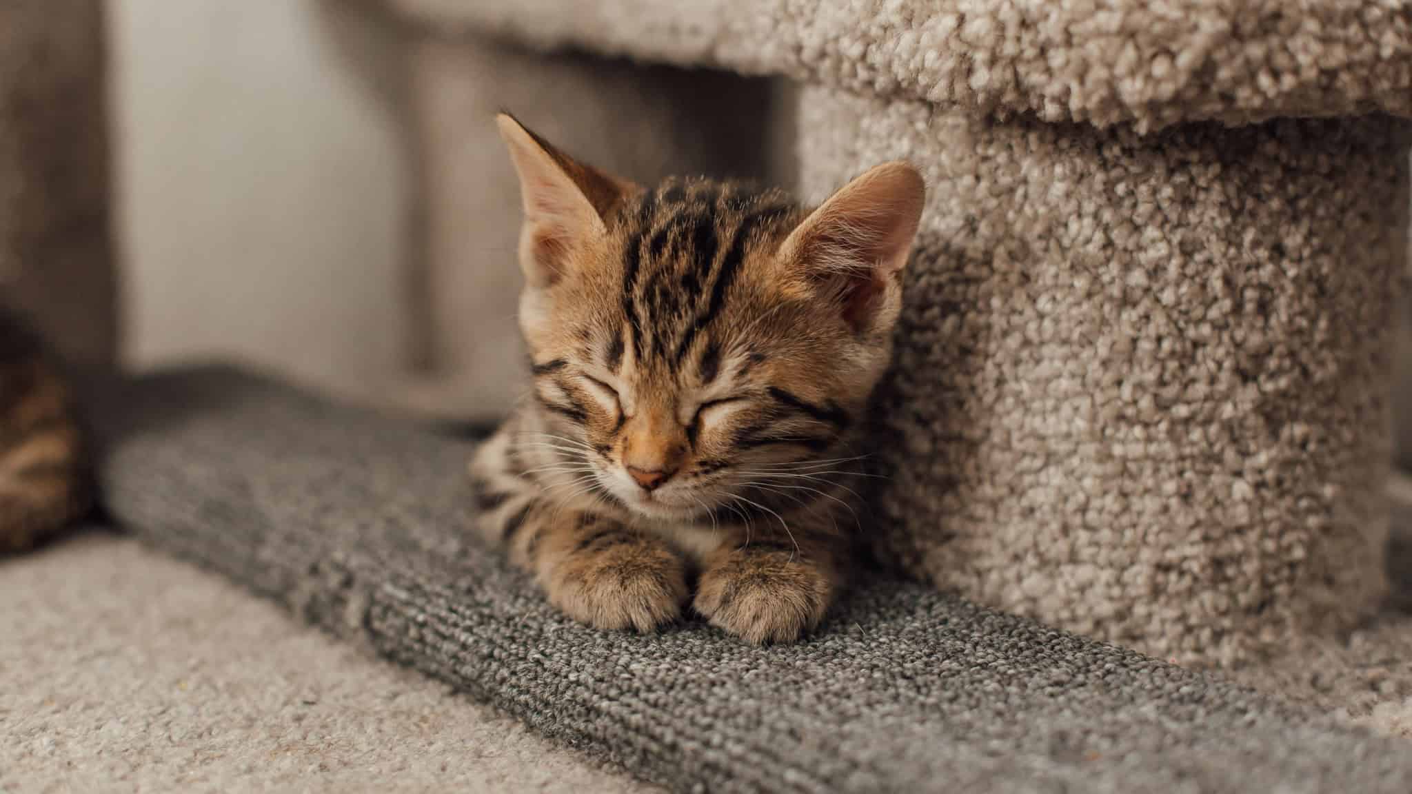 Imagem da matéria: O pequeno felino que enganou cientistas e virou a primeira nova espécie de gato em 100 anos