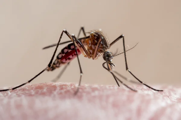 Dengue: condados da Flórida declaram emergência após surto; 1 pessoa morreu