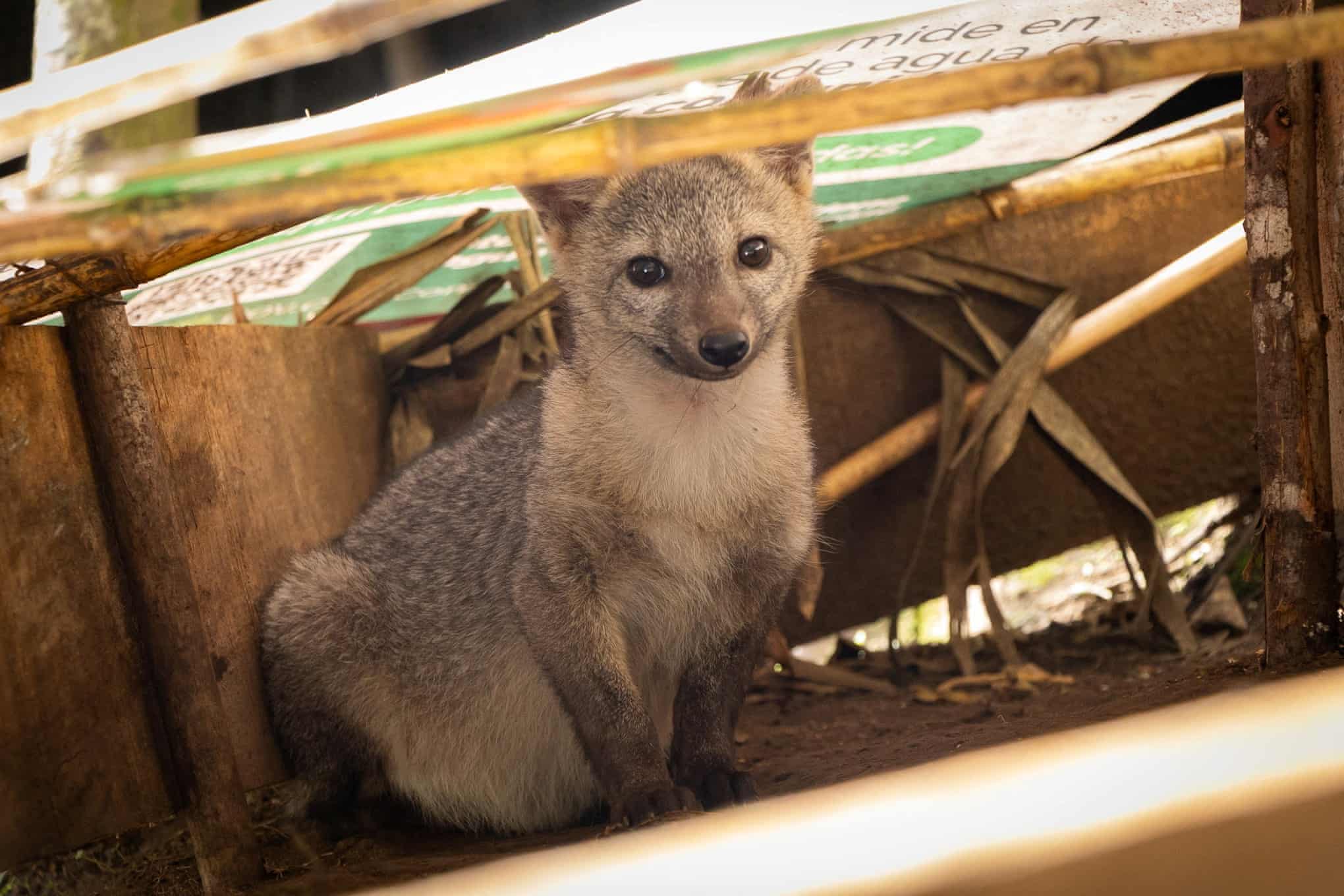 Semana na vida selvagem: um pequeno felino-tigre, ursos no quintal e umaouriça-do-mar rosa fruncida