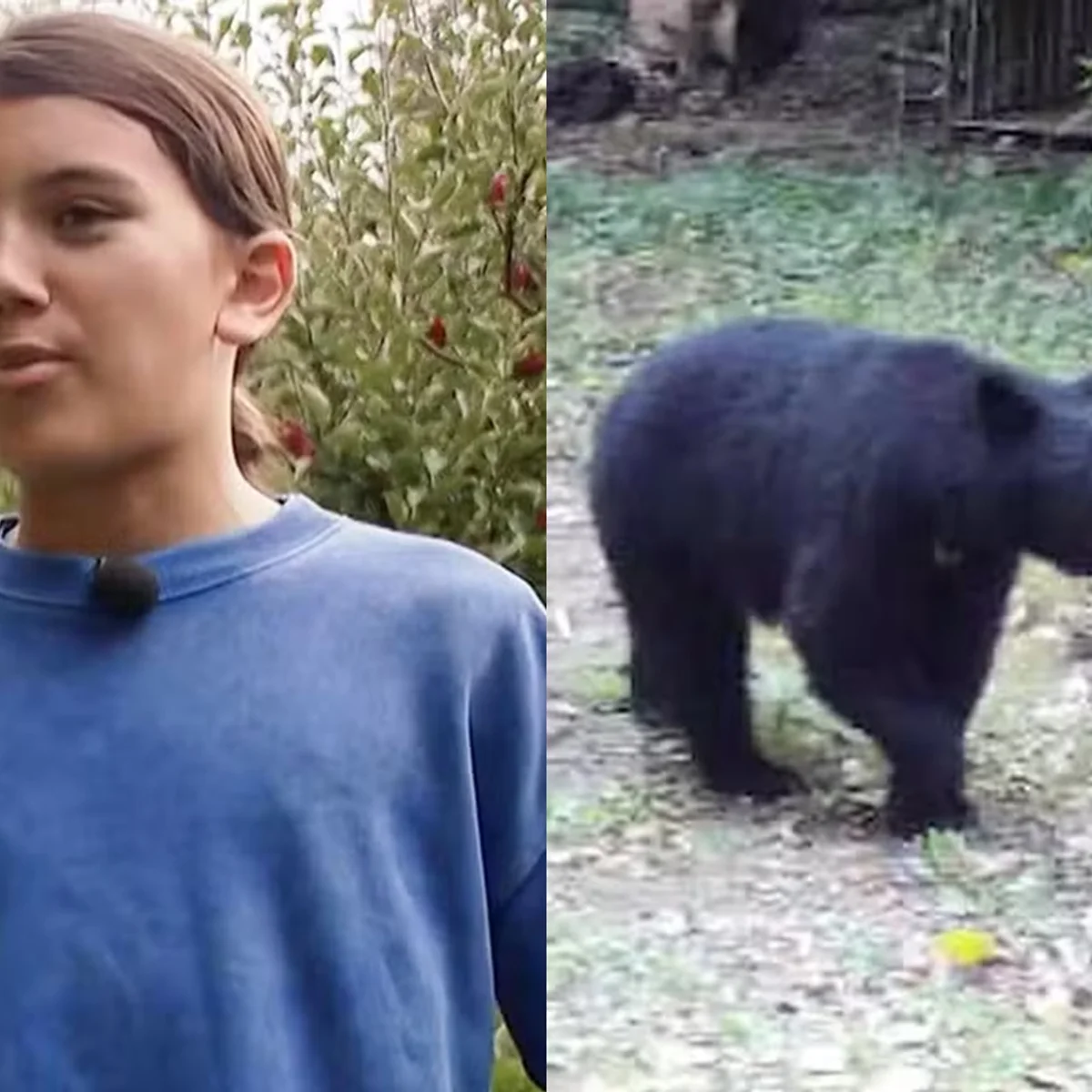Menino de 12 anos luta com urso, acerta soco e escapa de ataque nos EUA