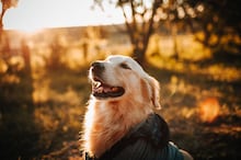 Primavera chegou e seu cachorro pode começar a soltar mais pelo pela casa; entenda