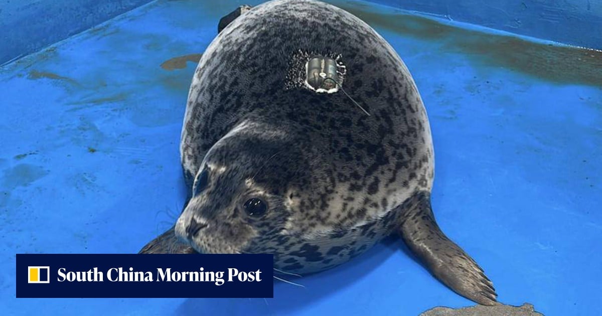 Um selo chinês tocou os corações ao nadar 200 km de volta à ilha após perder humanos.