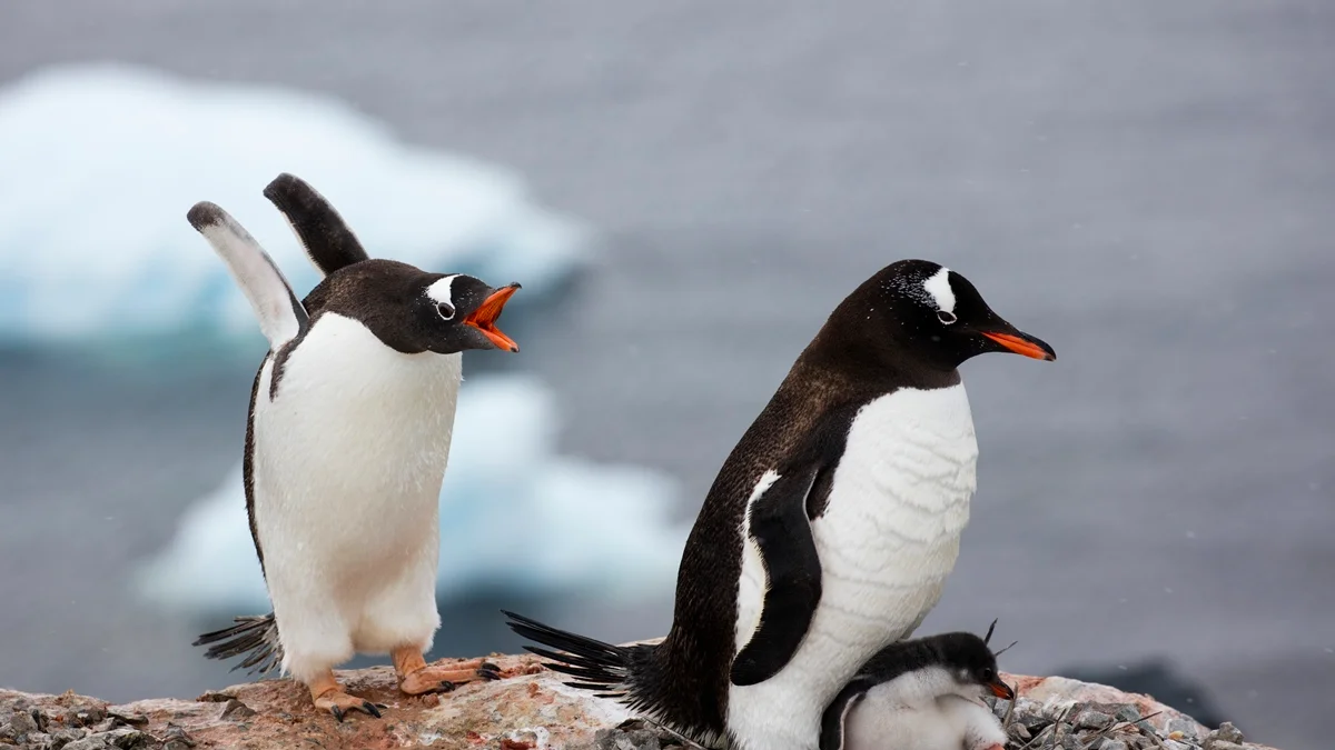Pesquisadores descobrem nova espécie de pinguim pela 1ª vez em 100 anos