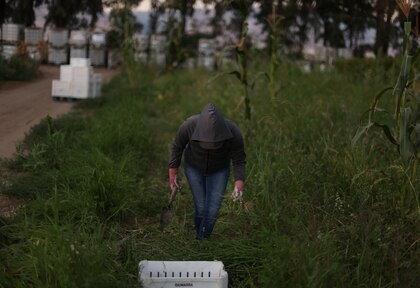 As sanções atingiram apenas 27,5% das infrações por agrotóxicos detectadas na Califórnia